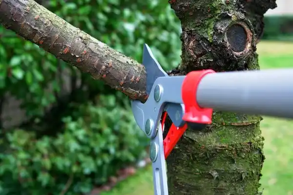 tree services Stagecoach